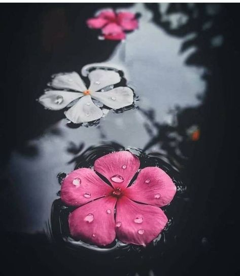 Rain Pic, Fallen Flowers, Pretty Flowers Photography, Aesthetic Rain, Background Frames, Bd Art, Flower Words, Flowers Dark, Nature Photography Flowers