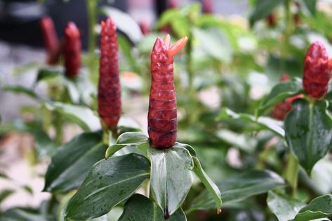 Red Button Ginger: Plant Care & Growing Guide Botany Illustration, Plant Bud, Ginger Plant, Red Ginger, Red Bud, Tropical Landscaping, Red Button, Types Of Soil, Types Of Plants