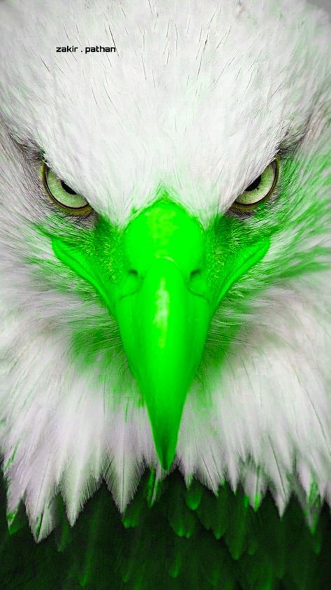 Philadelphia Eagles Wallpaper, Eagles Football Team, Philadelphia Eagles Logo, Philly Eagles, Cool Galaxy Wallpapers, Go Eagles, American Flag Wallpaper, Philadelphia Eagles Football, Eagle Pictures