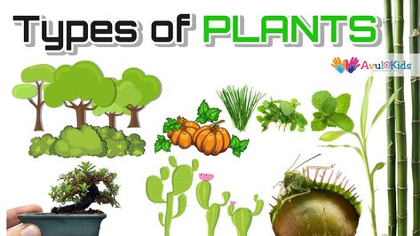 Types of plants | Science for kids |Trees,Herbs,Climbers,Creepers,Thorny plants,Water  Plants Thorny Plants, Plants Science, Plants Worksheets, Plant Classification, Climber Plants, Plant App, Watermelon Plant, Planting For Kids, Rainforest Plants