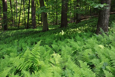 Parathelypteris noveboracensis Calamagrostis Karl Foerster, Woodland Plants, Aquatic Plants, God Is Good, Fern, Garden Plants, Perennials, Forest, Plants