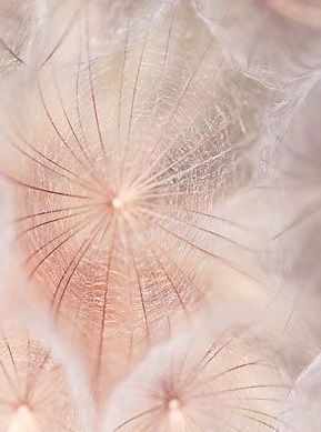 Pale Dogwood Aesthetic, Blush Pink Aesthetic, Pale Dogwood, Nude Color Palette, Ethereal Nature, Ethereal Design, Massage Business, I Believe In Pink, Flower Iphone Wallpaper