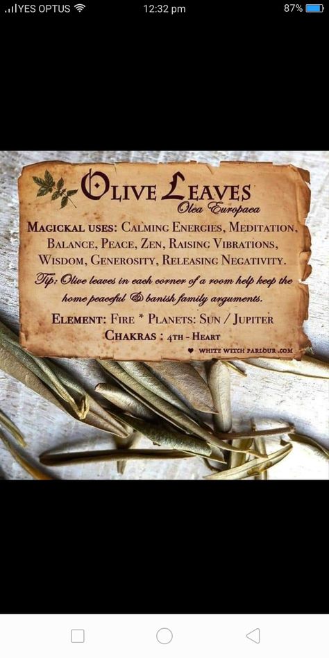 Witchy Plants, Virgo Emotions, Prosperity Spell, Raise Vibration, Green Witchcraft, Olive Leaves, Kitchen Witchery, Witch Spell Book, Herbal Magic