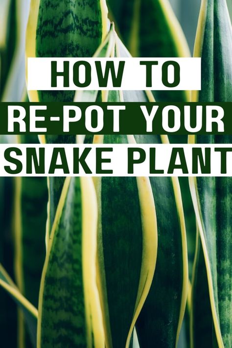 Repotting Snake Plant, Snake Plant Decor, Snake Plant Indoor, Snake Plant Propagation, Snake Plant Care, Plant Kitchen, Household Plants, Snake Plants, Plant Care Houseplant