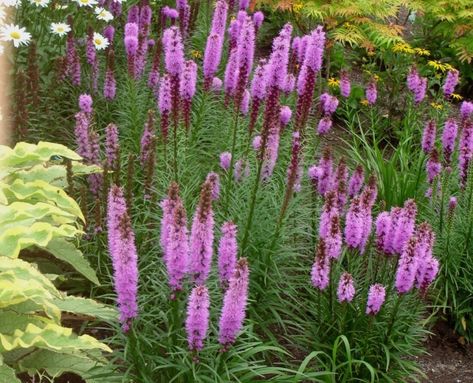 Lampepoetser (Liatris spicata)2 Liatris Spicata Kobold, Liatris Flower Perennial Gardens, Liatris Kobold, Perennial Combinations, Liatris Spicata, Landscaping Flowers, Buy Seeds, Garden Walkway, Landscape Plan