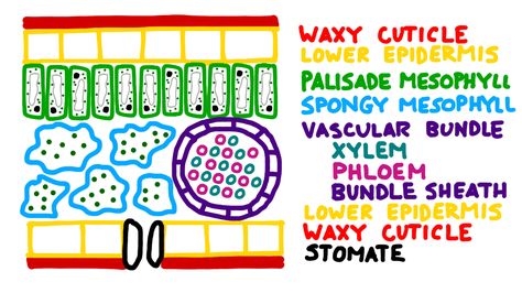 Color-coded cross section of a leaf Cross Section Of A Leaf, Ag Teacher, Leaf Structure, Biology Lessons, Teaching Biology, Science Videos, Cellular Level, Cross Section, Homeschool Science