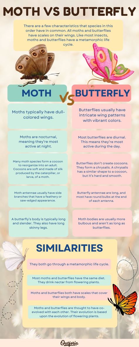 More than 150,000 moths and butterflies flutter around several parts of the world. But what’s the difference between a moth vs. butterfly? These insects have many similarities as they share the same order and possess similar features. Most species have differences in appearance, behavior, and life cycle changes. In this article, we’re going to explore some key differences between moths and butterflies. Check Outforia's article for more! 3 Winged Butterfly, Moths Vs Butterflies, Types Of Moths Meaning, Different Types Of Moths, Butterfly Types And Meanings, Rare Moths, Butterfly Vs Moth, Moth Types, Moth Habitat