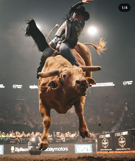 Pbr Bull Riders, Pbr Bull Riding, Your Vibe Attracts Your Tribe, Cowboy Photography, Professional Bull Riders, Rodeo Time, Country Backgrounds, Longhorn Cow, Western Photography