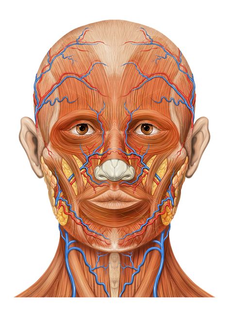 Face Muscles Anatomy, Facial Reference, Muscles Of The Face, Head Anatomy, Facial Anatomy, Face Anatomy, Human Anatomy Drawing, Muscle Anatomy, Human Head