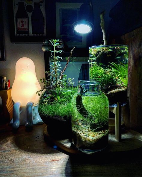 Here is an example of the jar usage for the planted fishbowl. You can also use the vase. Jarrarium from @ikan_billy Water Bottle Planter, Planted Fish Bowl, Glass Water Bottle, Fish Bowl, The Fish, Creative Ideas, Water Bottle, Vase, Fish