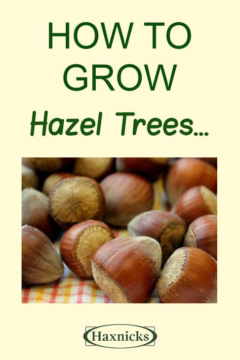 Apple Tree From Seed, Hazel Tree, Hazelnut Tree, Nut Trees, Growing Herbs Indoors, Growing Trees, Growing Fruit Trees, Tree Growth, Allotment Gardening