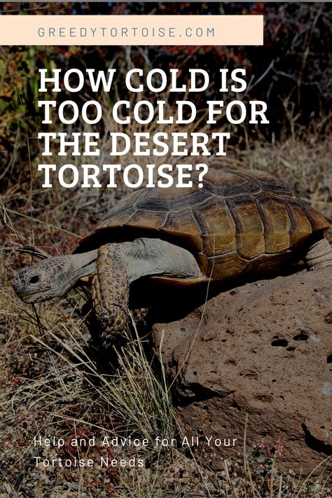 Desert tortoise, tortoise care, tortoise, tortoise health, tortoise houseing Desert Tortoise Enclosure, Desert Tortoise Habitat Outdoor, Tortoise Garden, Tortoise Run, Turtle Enclosure, Las Vegas Desert, Turtle Care, Tortoise House, Tortoise Enclosure