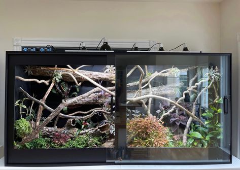 Boa Enclosure, Snake Tanks, Python Enclosure, Python Tank, Mama Odie, Gecko Enclosure, Gecko Vivarium, Dragon Terrarium, Royal Python