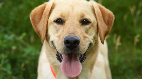 Do Labrador Retrievers Shed? Yes, and Here’s How Much Miniature Labrador, Teacup Dog Breeds, Golden Lab, Golden Retriever Funny, Yellow Labrador Retriever, St Bernard Dogs, Bernard Dog, Popular Dog Breeds, Most Popular Dog Breeds