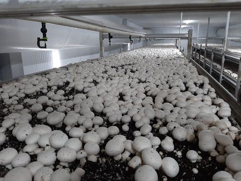 Mushroom Farm, White Button Mushrooms, Bread Packaging, Mushroom Plant, Button Mushroom, Vertical Farming, Growing Vegetables, Agriculture, Farmer