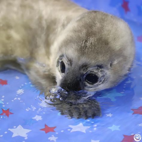 Laika Dog, Funny Seals, Cutest Animals On Earth, Leopard Seal, Harp Seal, Harbor Seal, Cute Seals, Seal Pup, Baby Seal