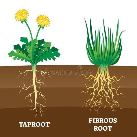 Fibrous Root, Roots Drawing, Flower Anatomy, Root Structure, Biology Notes, Plant Science, Root System, Parts Of A Plant, Plant Drawing