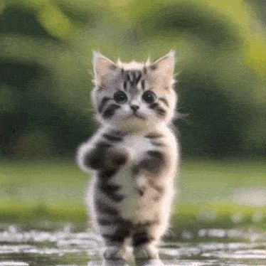 Dancing Gifs Funny, Dancing Cat Gif, Happy Cat Gif, Goofy Cat, Cat Dance, Cat Animated, Funny Cat Wallpaper, Dancing Gif, Dancing Cat