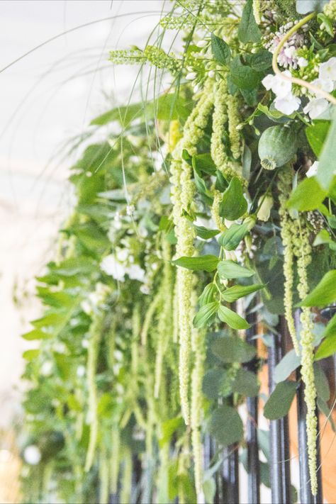 Hanging Amaranthus Wedding, Hanging Amaranthus, Green Amaranthus, Green Hanging Amaranthus Bouquet, Green Amaranthus Arrangement, Amaranthus Installation, Sage Wedding Colors, Green Wedding Inspiration, Sage Wedding