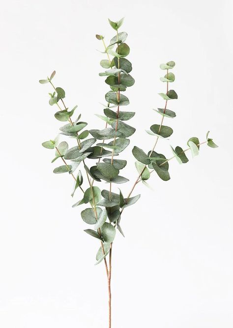 Green Grey Artificial Spiral Eucalyptus - 40" | Afloral Eucalyptus Photography, Png Plants, Mary Flowers, Eucalyptus Decor, Spiral Eucalyptus, Eucalyptus Plant, Circle Arch, Eucalyptus Stems, Artificial Branches