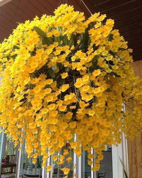 Hanging Orchid, Rare Orchids, Bonsai Flower, Hanging Flower Baskets, Dendrobium Orchids, Outdoor Flowers, Annual Flowers, Orchid Plants, Beautiful Orchids