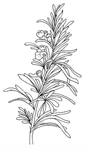 Rosemary Flowers coloring pages Rosemary Tattoo, Green Therapy, Rosemary Flower, Flowers Coloring Pages, Lilies Drawing, Flowers Coloring, Printable Adult Coloring Pages, Plant Drawing, Chalk Pastels