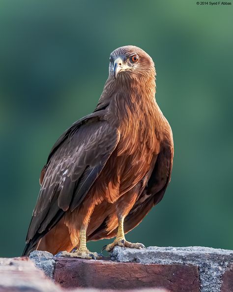 Black kite sitting on a brick wall Kite Tattoo, Kite Bird, Nikon D300, A Brick Wall, Sun God, Birds Of Prey, Brick Wall, Birdy, Bald Eagle