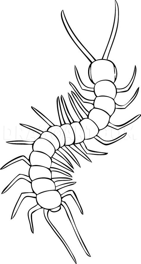 How To Draw A Centipede, Centapeid Drawing, Bugs Drawing, Insect Crafts, Most Beautiful Animals, Insect Art, Crustaceans, Coloring Pages Printable, Outline Drawings