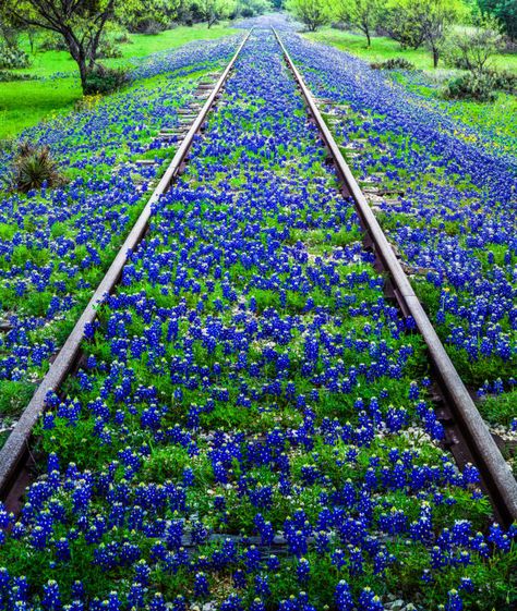 Visit Texas, Railroad Art, Texas Bluebonnets, Texas Hills, Breathtaking Places, Texas Travel, Texas Hill Country, Blue Bonnets, Train Tracks