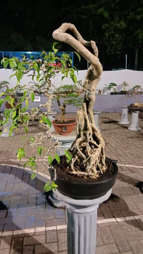 Bonsai Beringin, Ficus Bonsai, Vietnam