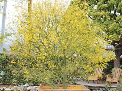 Desert Museum Palo Verde, Water Wise Plants, Low Water Gardening, Hillside Garden, Waterwise Garden, Drought Tolerant Landscape, Fast Growing Trees, Garden Nursery, Water Wise