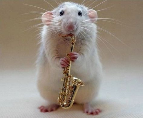 Ten Amazing Pictures of Rats Playing Musical Instruments Rat Tattoo, Animal Experiments, Funny Rats, Cute Rats, Pet Rats, Silly Animals, Classical Music, Rats, Musical Instruments