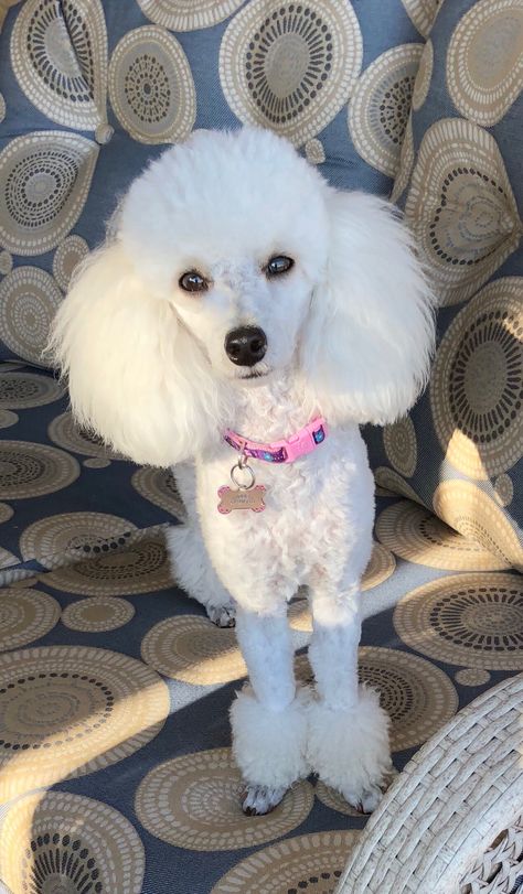 White Toy Poodle, Toy Poodle Puppy, Poodle Hair, Maltipoo Dog, Poodle Haircut, Poodle Cuts, Pretty Poodles, Poodle Mom, White Poodle