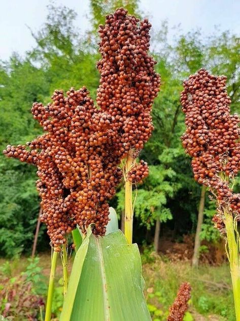 Sorghum Plant, Hobby Farming, Silk Tree, Hobby Farms, Potting Soil, Planting Seeds, Outdoor Play, Archery, Green Thumb