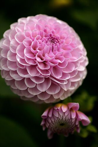 Pom Pom Chrysanthemum | Recent Photos The Commons Getty Collection Galleries World Map App ... Pom Pom Chrysanthemum, Pink Pom Pom, Floral Photography, Romantic Garden, Chrysanthemum, Flowers Photography, Dahlia, Garden Ideas, Ivy