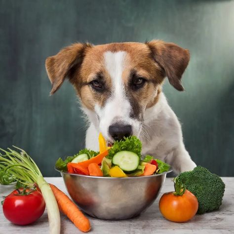 What Vegetables Can Dog Eat Safely Puppy Planning, Dog Vegetables, Flaked Salmon, Diy Dog Food, Different Types Of Vegetables, Ground Lamb, Types Of Vegetables, Dog Diet, Chopped Carrots