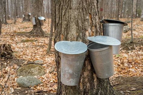 Maple Tapping, Tapping Maple Trees, Silver Maple Tree, Sugar Bush, Maple Candy, Sweet Trees, Niagara Region, Sugar Shack, Homemade Wine