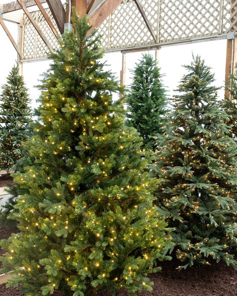 Christmas Tree Guide, Faux Christmas Tree, Fake Christmas Trees, Faux Christmas Trees, Faux Christmas, Christmas Memories, Faux Tree, 2024 Christmas, Christmas Memory