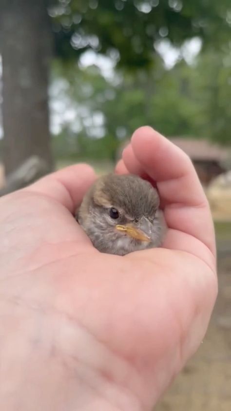 Bird Pic, Army Haircut, Dog Snapchats, Fall Photography Nature, Fat Bird, Birds Photography Nature, Fall Photography, Shiva Photos, Fruit Wallpaper