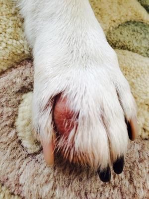 Today we noticed our dog has a red, shiny bump on the top of one of his paw.  It appears inflamed.  It's located between two of his fingers, on the outer Dog Licks Paws Remedy, Red Paws On Dogs Remedies, Yeast Dog Paw, Dog Paw Remedies, Dog Rash, Dog Paw Protection, Dog Paw Care, Dog Skin Allergies, Cleaning Dogs Ears