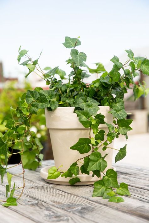 English Ivy Plant Profile English Ivy Indoor, Ivy Plant Care, Potted Ivy, Indoor Ivy, Ivy Plant Indoor, Common Ivy, Wall Climbing Plants, English Ivy Plant, Ivy Flower