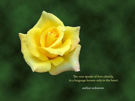 Yellow rose are a traditional and time-honored symbol of friendship, hence why I love them so much! Rose Flower Quotes, Inspirational Desktop Wallpaper, Quotes Flower, Friendship Heart, Flower Quote, Yellow Quotes, Wallpaper Inspirational, Yellow Rose Flower, Quote Wallpapers