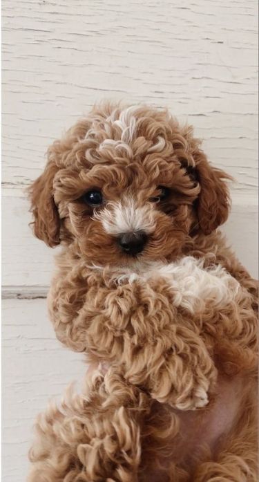 Top 10 Cutest Dog Breeds — Small Cutest Dogs We Can’t Get Enough Of: you don’t have to be a lap dog owner to value some of the daintier canine types. We want to bet that these adorable little pooches will certainly melt any type of pet lover’s heart. Top 10 Cutest Dog Breeds. Small Cutest Dogs We Can’t Get Enough Of. small cutest dogs. ... less Small Puppy Breeds, Mini Cavapoo, Mini Dogs Breeds, Lap Dog Breeds, Pictures Of Cute Dogs, Cutest Dog Breeds, Cutest Small Dog Breeds, Fluffy Dog Breeds, Cat Memes Funny