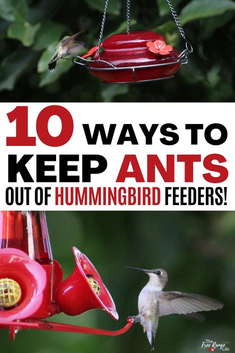 Keeping Ants Out Of Hummingbird Feeder, Hummingbird Recipe, Woodpecker Feeder, Types Of Ants, Bug Infestation, Backyard Birds Sanctuary, Hummingbird Food, Birdhouses Bird Feeders, Hummingbird Nectar