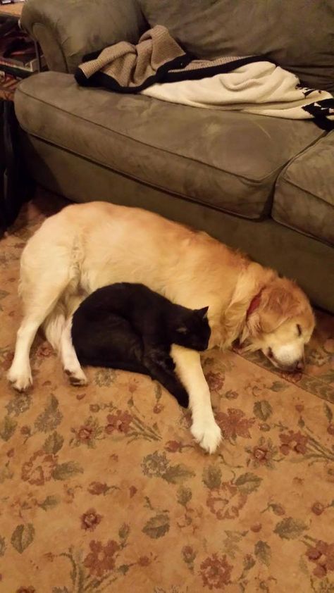 21 Cuddly Cat And Dog Best Friends To Make You Squee Black Cat Aesthetic, Dog Best Friend, Most Popular Dog Breeds, Ragdoll Kitten, Animals Friendship, Bear Dog, Dog Wallpaper, Sleepy Cat, Popular Dog