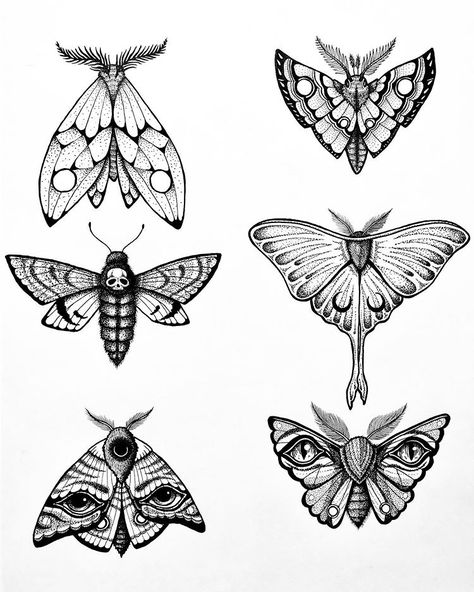 Moth study ✨ Moth Tattoo Outline, Moth Clipart, Luna Moth Tattoo, Tatuaje Cover Up, Moth Tattoo Design, Whimsical Tattoos, Flame Tattoos, Moon Moth, Moth Art