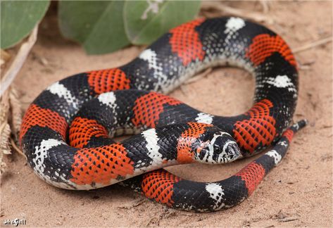 Snakes For Sale, Upturned Nose, Hognose Snake, Coral Snake, Small Snakes, A Frog, Frog And Toad, Reptiles And Amphibians, Animals Images