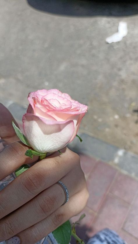 Flower In Hand Snap, Rose Snap Story, Pink Desi Aesthetic, Rose Snap, Rose In Hand, Nightclub Aesthetic, Photos For Profile Picture, Munnar, Nothing But Flowers