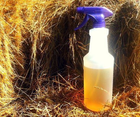 Want a natural alternative to chemical-filled bug sprays? Here's a recipe for natural fly repellent you can make in your own kitchen - today. #chickens #backyardchickens #homesteading #country #pets #birds #summer #summerstyle Diy Flies Repellent, Fly Repellant Diy, Fly Deterrent, Homemade Fly Spray, Natural Fly Repellant, Get Rid Of Wasps, Deer Fly, Fly Spray, Natural Pesticides