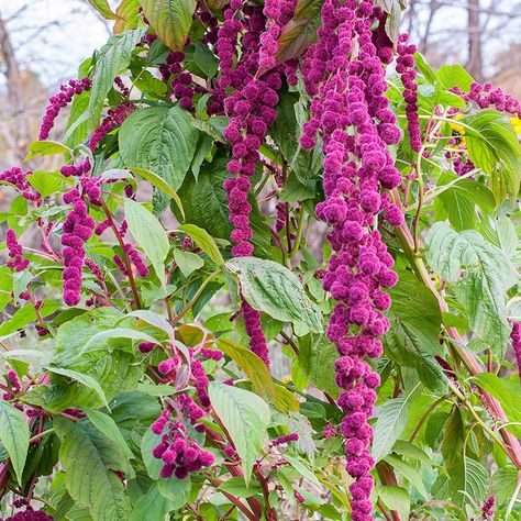 Gardening 101: Amaranth - Gardenista Amaranthus Caudatus, Claret Red, Front Landscaping, Seed Catalogs, Flower Bar, Gardening 101, Cut Flower Garden, Garden Tours, Amaranth